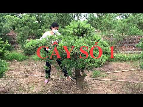 Video 4 Cây Tùng la hán | Tùng la hán dáng trực | Giá: 9tr/... - youtube