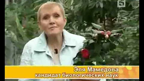 Камелия — уход в домашних условиях (5 канал) 2008 год.