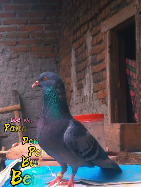 #Story wa merpati balap#