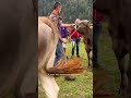 Festa dell&#39;Agricoltura Pejo Italy