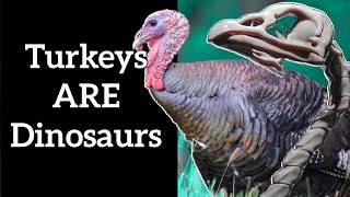 Birds Are Dinosaurs - Birds Theropods