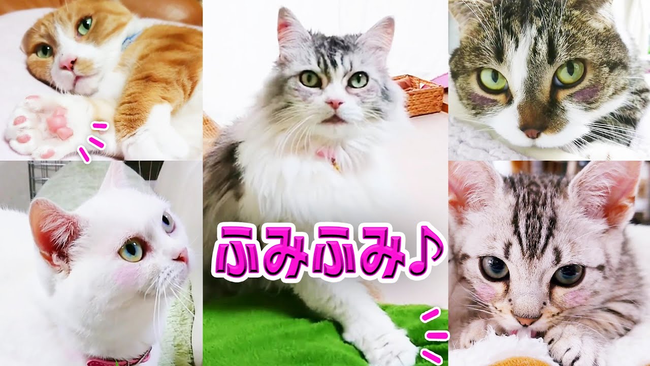 可愛い猫のふみふみ いろんなフミフミ見せちゃいます Many Cats Making Biscuits Youtube 可愛い猫のふみふみ いろんなフミフミ見せちゃいます Many Cats Making Biscuits Youtube