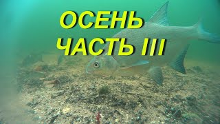 Лещ.Осень.Часть III. Под водой#short#shorts