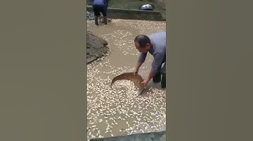 Process of Cleaning Peanuts - Unique tools to boost efficiency and streamline work
