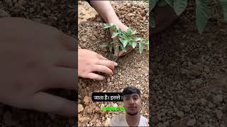 Tomato farming best way😱 #tomatofarming #reactionvideo #farming #agriculture #trending #fyp #viral