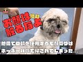 噛み犬トリミングに初来店!無事にお顔カットはできるのか