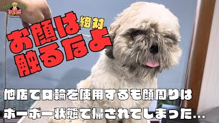 噛み犬トリミングに初来店無事にお顔カットはできるのか