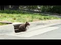 Bear cub pops up from storm drain to reunite with family