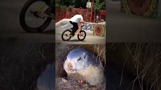 Marmot🦫 #youtubeshorts #memes #мем #shorts