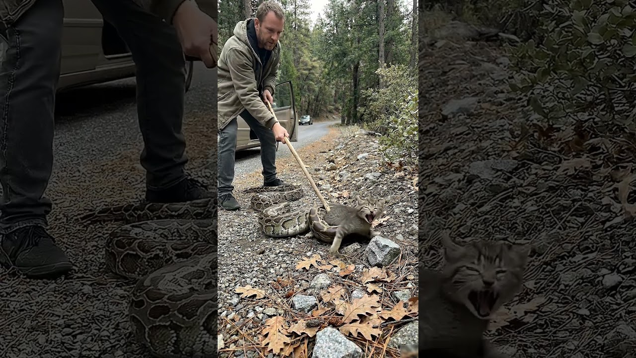 Man Saves Cat's Life 😭#shorts