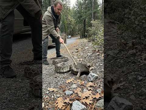Man Saves Cat's Life 😭#shorts