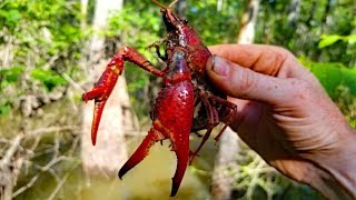 2,500 mile Fishing Adventure - PART 3: Fishing Louisiana! (Catfish, Frogs and Crawfish!)