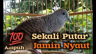 Pancingan perkutut betina memanggil jantan