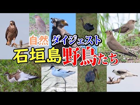 石垣島の野鳥　４K（Wild birds on Ishigaki Island）ダイジェスト版 nikon D500 nikon AF-S NIKKOR 500mm f/5.6E PF ED VR