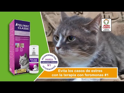 Todo sobre las Feromonas para gatos - Blog Agrocampo Colombia