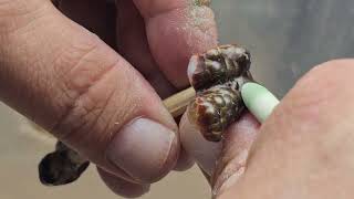 Finishing up some Fire Agate stones ~ Stages of polishing Wealth