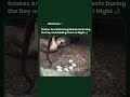 The Reason 1 in 4 Bird Nests Never Makes It Is Usually a Snake #shorts #snake #animals