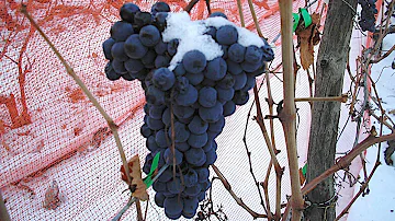 Come vengono prodotti i vini di ghiaccio e quali sono le nazioni che li producono?