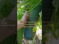 Growing a zucchini pumpkin hybrid