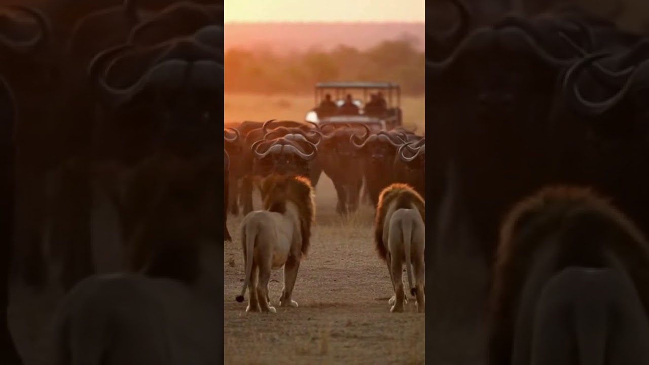 Tourists Witness Male Lion Confront Powerful Wild Animals | Real Safari POV