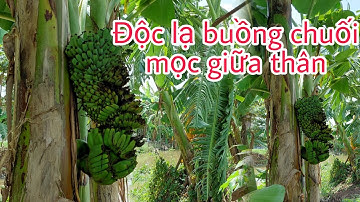 Độ.c lạ buồng chuối mọc giữa thân ngược lên