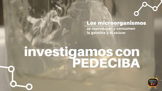 Microorganismos: Investigamos con PEDECIBA