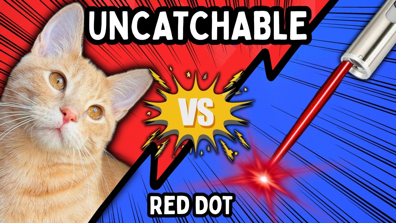 Kitten Sees a Laser for the First Time... and Loses His Mind