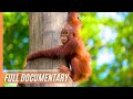 Sabah malaysian borneo  full documentary