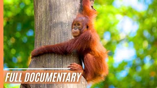 Sabah: Malaysian Borneo | Full Documentary screenshot 5