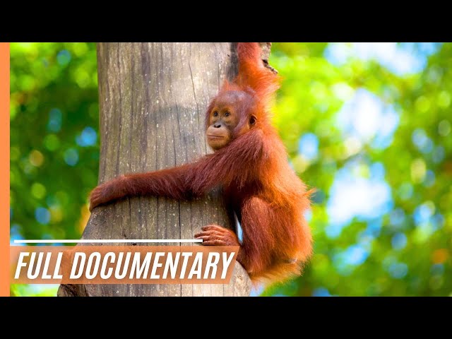 Sabah: Malaysian Borneo | Full Documentary class=