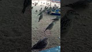 sonca bird