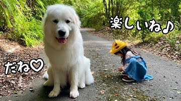 【幸せ♪】３歳児がどんぐり拾いに夢中でも嬉しそうにそばで見守る超大型犬が優しすぎました♡｜グレートピレニーズ&オールドイングリッシュシープドッグ&トイプードル