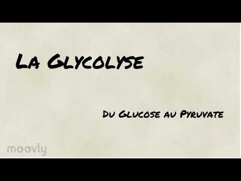 Vidéo: Que devient le pyruvate produit lors de la glycolyse ?
