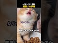 カリカリ１粒と格闘する子猫のサムネイル