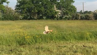 Flying Chickens