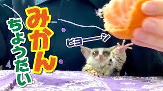 みかんちょうだーい！おねだりが可愛すぎるお猿 Pizzatoru the Bushbaby / ショウガラゴのピザトル