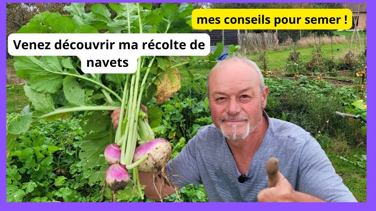 Comment Faire Pour Avoir De Beaux Navets