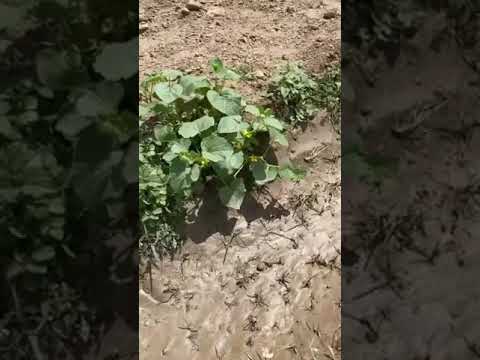 زراعة الخضار في حي المعدان في مدينة غرانيج