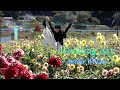 【2ch→1ch】ダリア園でとうちゃん頑張る!町総掛かりの サプライズ / Flashmob Surprise anniversary / チャンネル移行 / フラッシュモブ / 家族
