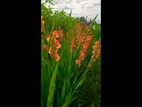 Video: Gladiolus Paj Tshem Tawm - Kuv Yuav Tsum Tau Deadhead Gladiolus Paj