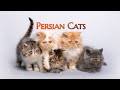 Persian cats  persian cats baby persiancat kunalkirtiwithnature