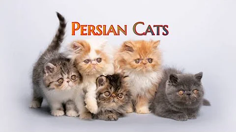 Video 8679571: persiancat persians, persiancat baby cat