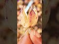 Best way to store Zobo (Hibiscus) seed |home garden |Hibiscus #garden #hibiscus #gardening #zobo