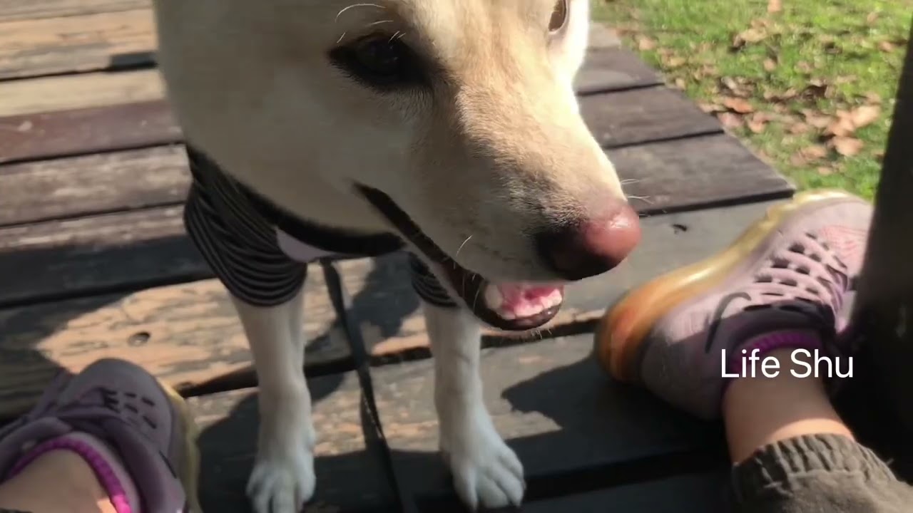 白柴逛美術館想找鵝玩耍鵝像戰將ㄧ樣軀趕柴犬 歐洲公園 奇美博物館 Youtube