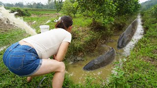 A lot of fish appeared when a village girl used a pump to drain the water from the ditch