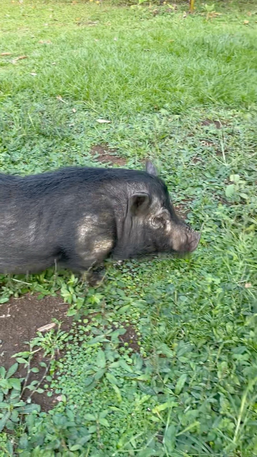 Lovely Pig