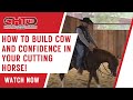 How to build cow and confidence in your cutting horse