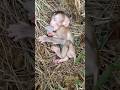 A baby monkey playing in the garden found an egg and protected it even while sleeping.
