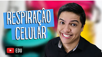 Qual das alternativas indica corretamente os compartimentos celulares nos quais ocorrem as diversas etapas da respiração celular?