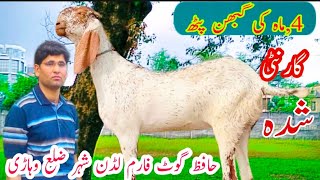 7 January 2022گبھن بکری فار سیل hafiz goat farm حافظ گوٹ فارم 03434972037